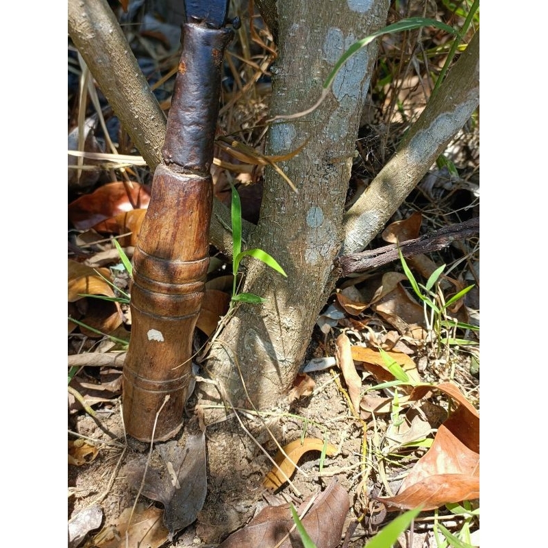 bahan bonsai bonggol sianci manis