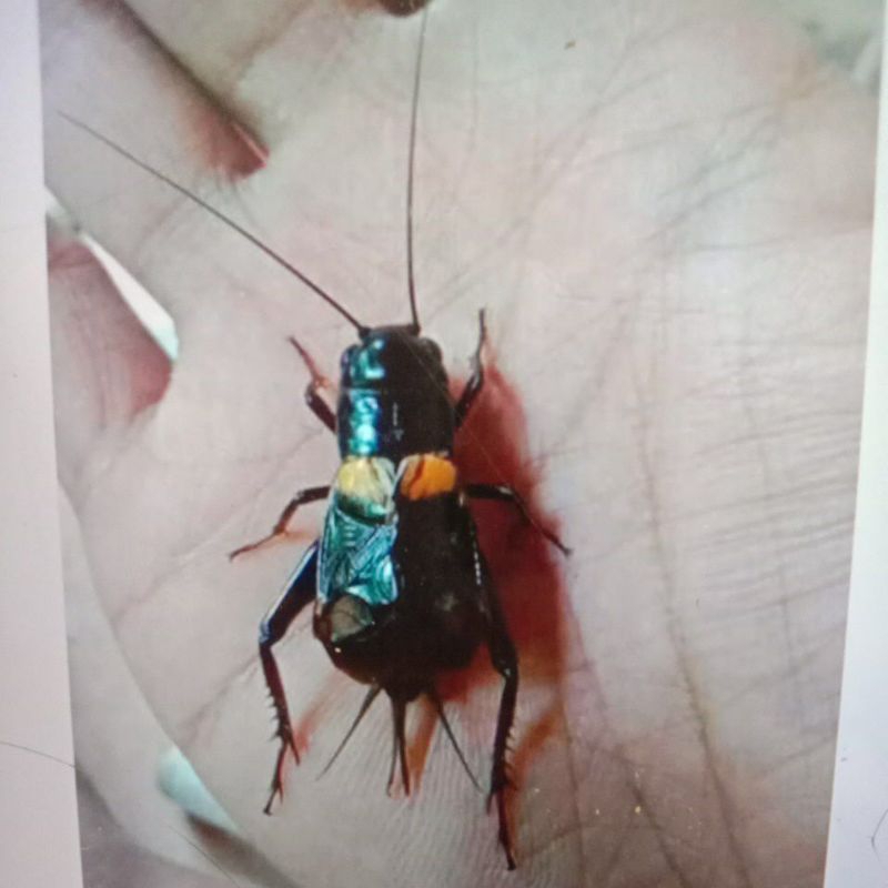 jangkrik hidup pengusir tikus/jangkrik genggong aduan