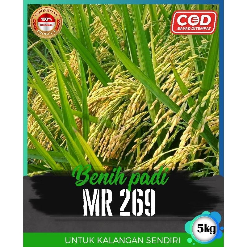 benih padi mr 269 asli 5kg