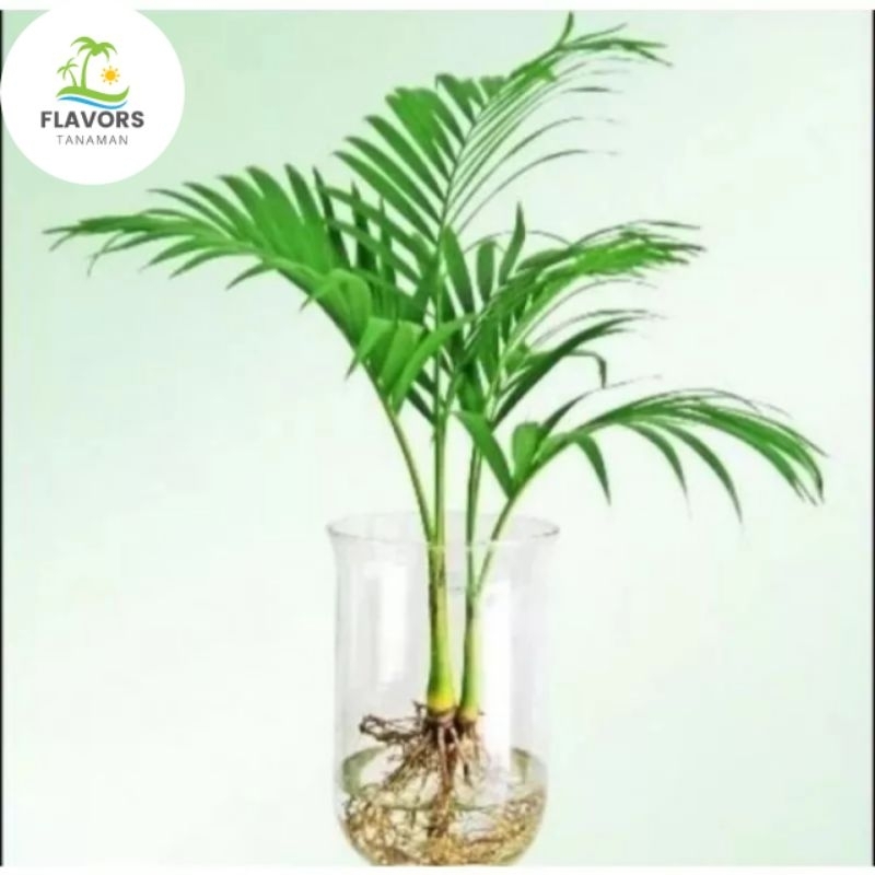 ( BISA BAYAR DI TEMPAT) TANAMAN HIAS POHON PALEM KUNING MINI RIMBUN - POHON PALEM KUNING