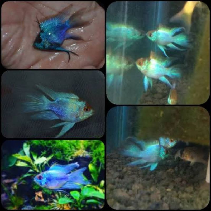 hiasan aquarium ramirezi blue elektrik aquarium