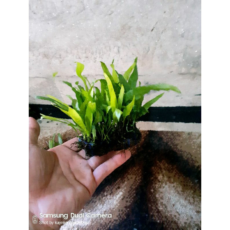 kadaka java fern tanaman aquascape