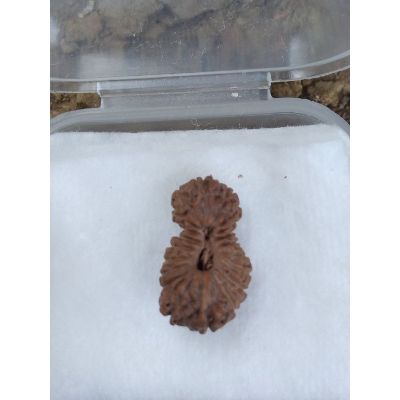 rudraksha mukhi 21 medium size