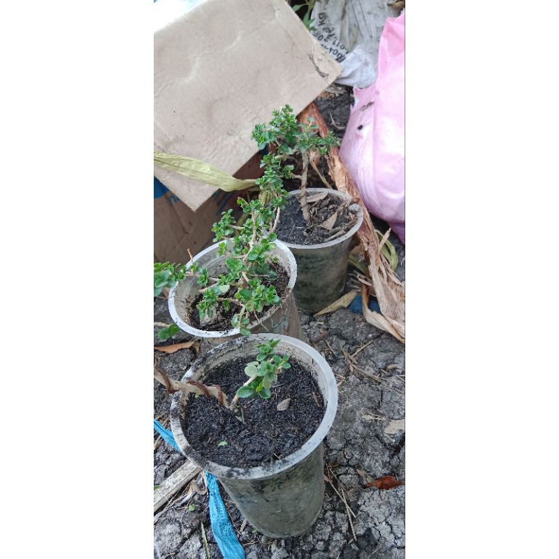 Bakalan Bonsai SANCANG (mame-On the rock)