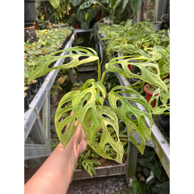 Tanaman hias janbol variegata lokal