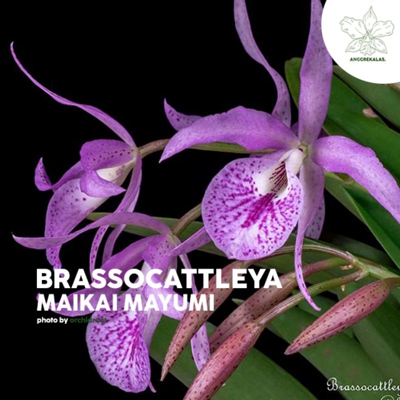 Anggrek Hybrid Brassocattleya Maikaii Mayumi