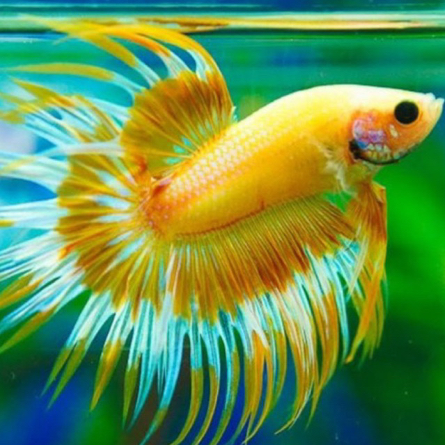 Ikan Cupang Serit Crowntail Maskot Cerah