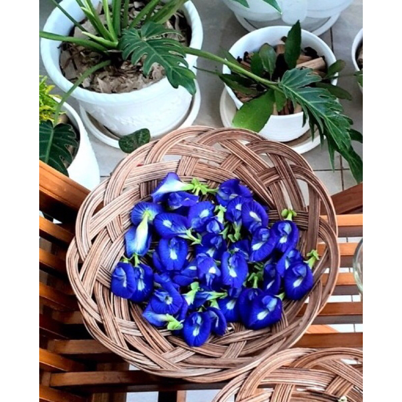 

Bunga Telang Segar Fresh Dari Pohon