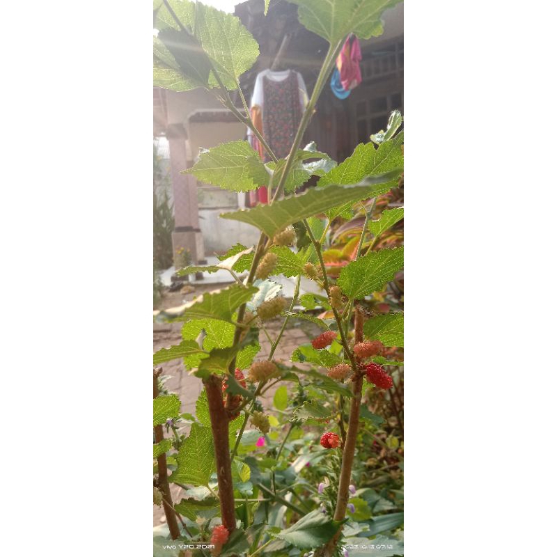 pohon murbei dalam pot sudah berbuah lebat