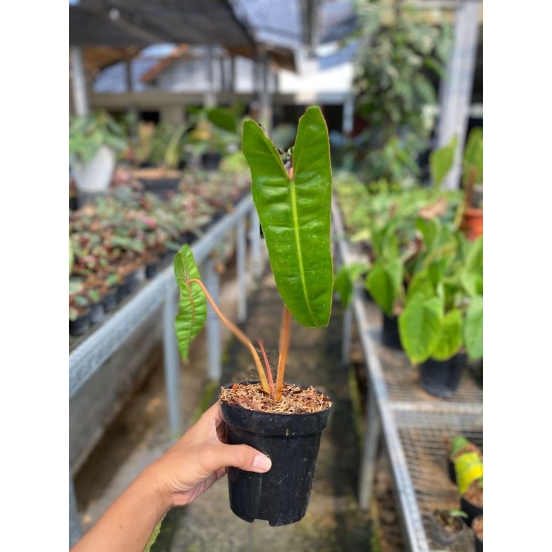 Philodendron Billietiae Ori
