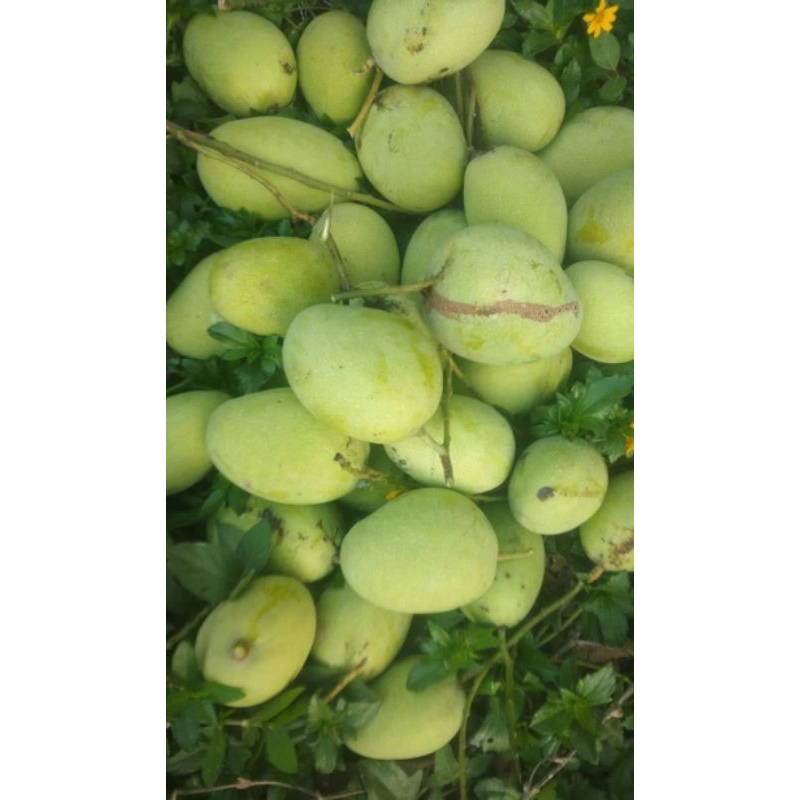 

Buah Mangga Muda Mangga Rujak Mangga Telor Telur Fresh 1Kg