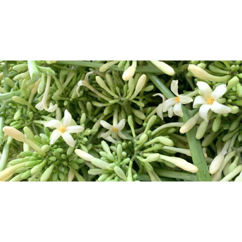

bunga pepaya fres tinggal di olah 500g