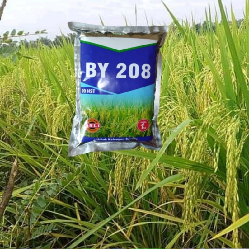 Benih Padi BY 208 baru