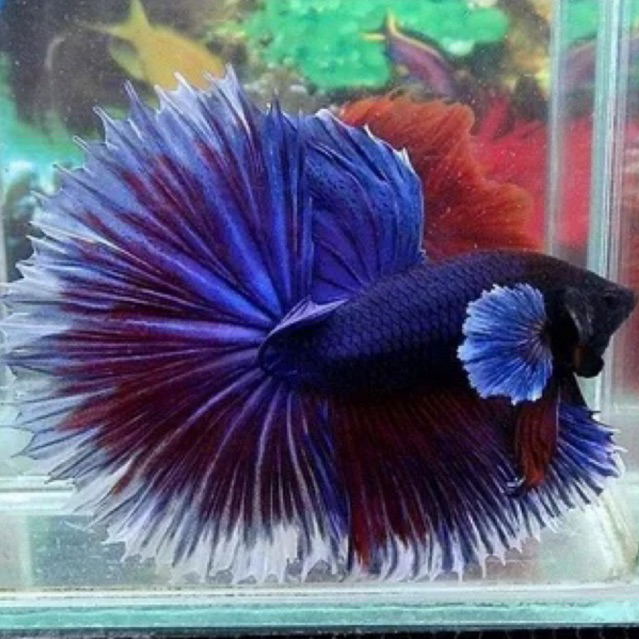 Cupang Hias Halfmoon Big Ear cerah size M