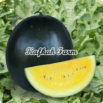 Benih 2 Biji Semangka BLACK BEAUTY F1