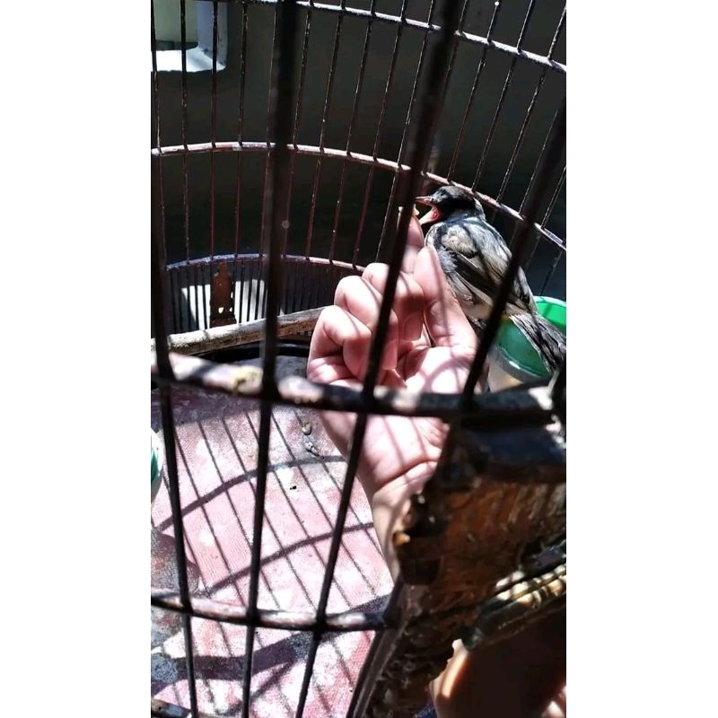 kutilang jinak bs di elus