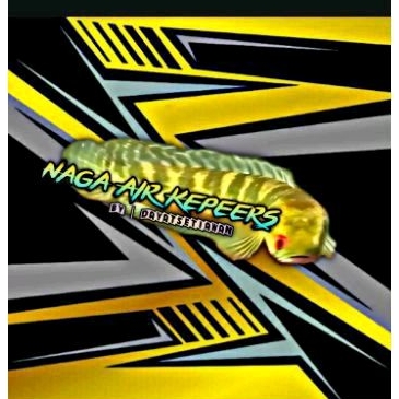 Chana Blue Pulchra 15cm