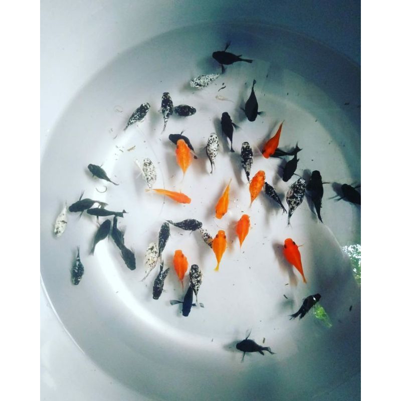 

Ikan Hias moly ballon/marbel harga murah dan berkualitas