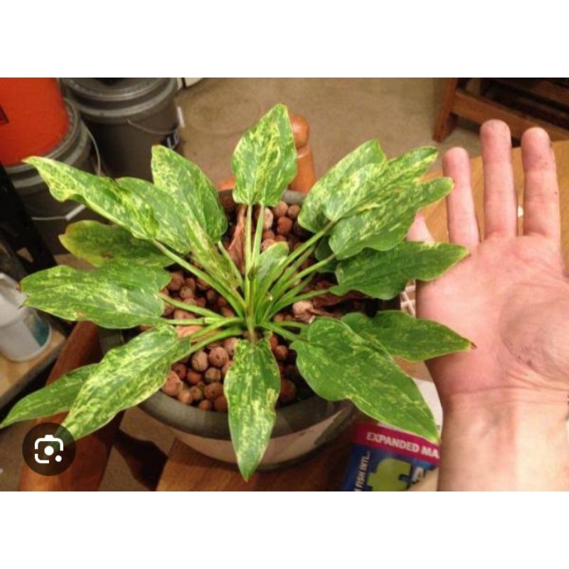 melati air varigata sudah berbunga tanaman hias kolam air houseplant