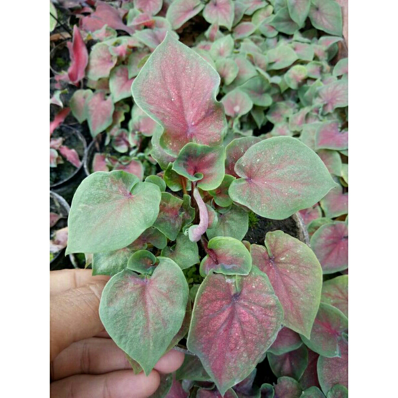Caladium/Keladi Srikandi Daun Ganda/Double Leaf Rumpun 3-4