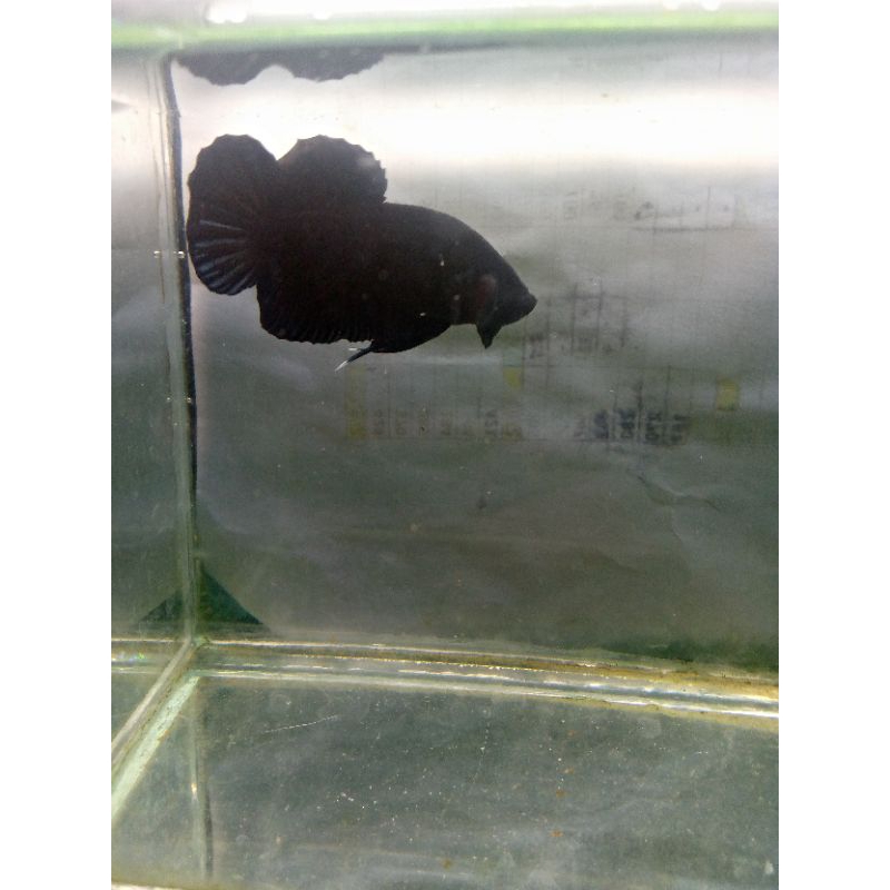 cupang plakat