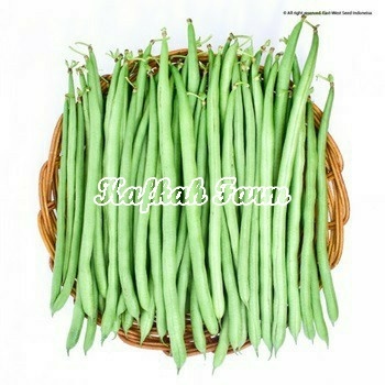 Benih 15 Biji Buncis TRESNA