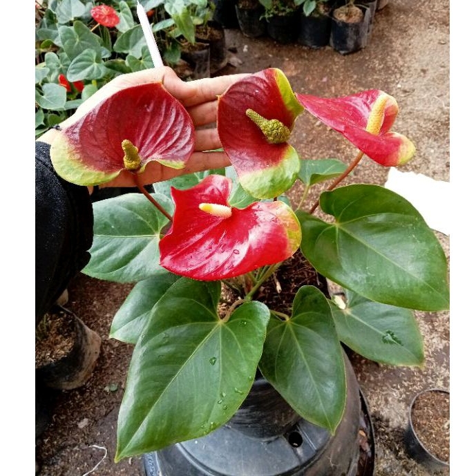 Anthurium Bunga Presiden Jumbo