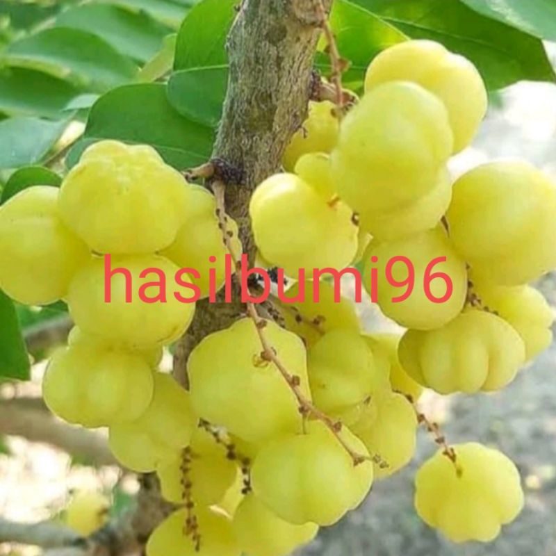 

BUAH CERMAI SEGAR LANGSUNG PETIK 300GR