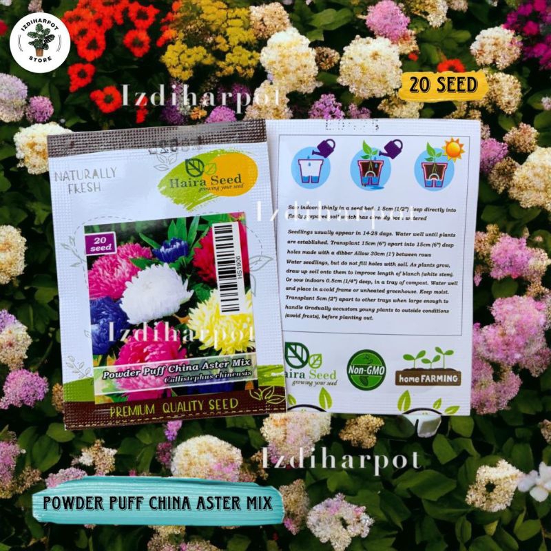 Benih Bibit Bunga Aster Powder Puff Mix Haira Seed - POWDER PUFF CHINA ASTER MIX