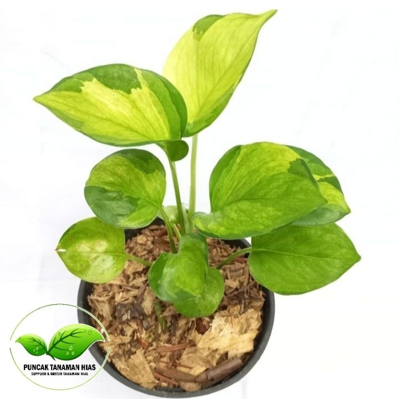 Tanaman hias epipremnum manjula golden - Manjula mint