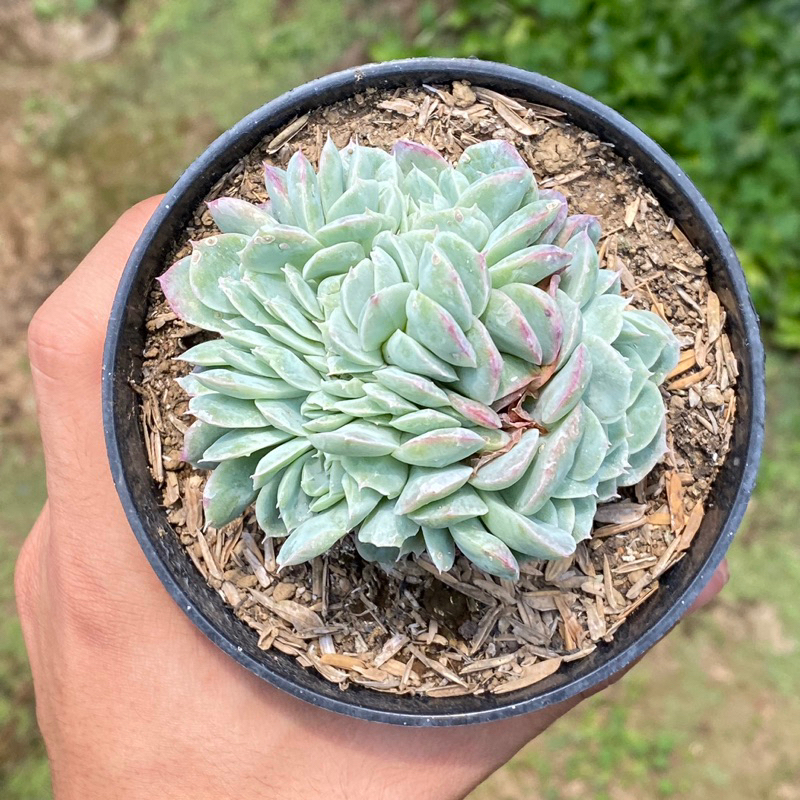 Sukulen Echeveria Elegans Cristata