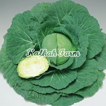 Benih 15 Biji Kubis GREEN NOVA