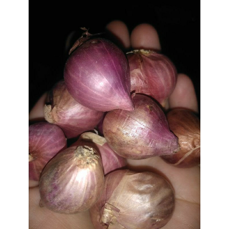 

bawang merah lokal murah brambang garing lokal