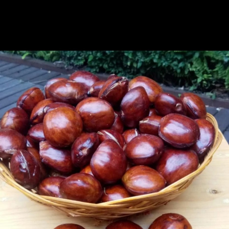 

Jengkol Tua Segar Organik 1 Kg Masakan Halal