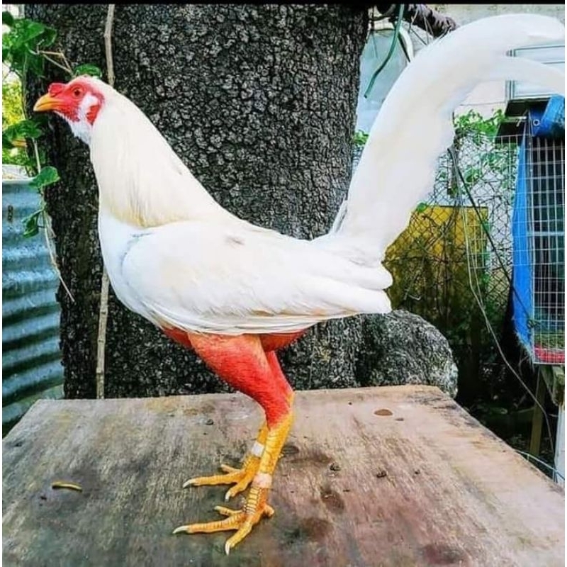 

telur ayam ak 47 / bostom paket 4 butir