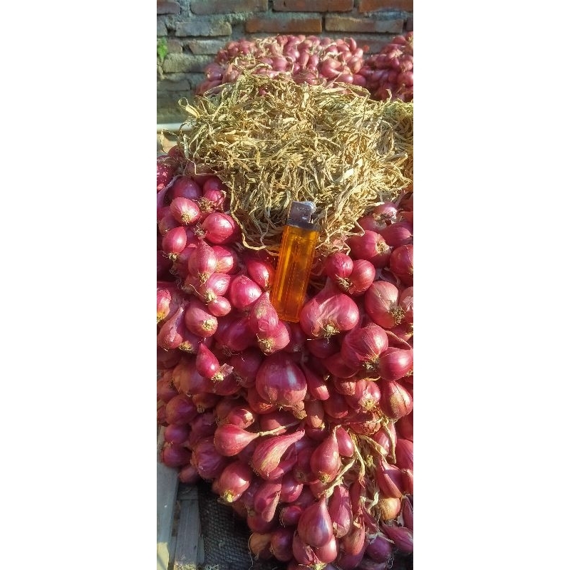 

bawang merah brebes