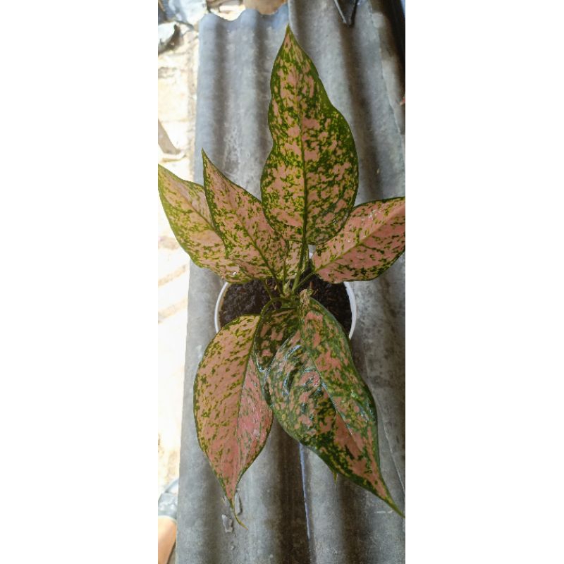 Aglaonema Kirana lokal