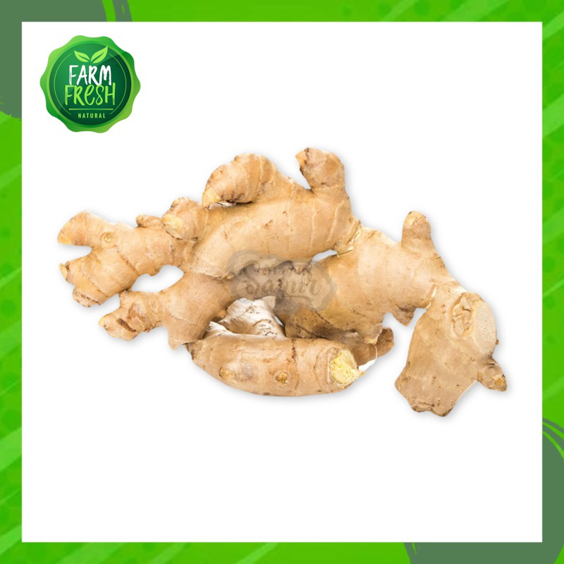 

KIRIM ISNTAN Bumbu Dapur Jahe Putih