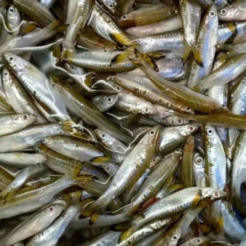 

ikan/iwak saluang 500gram