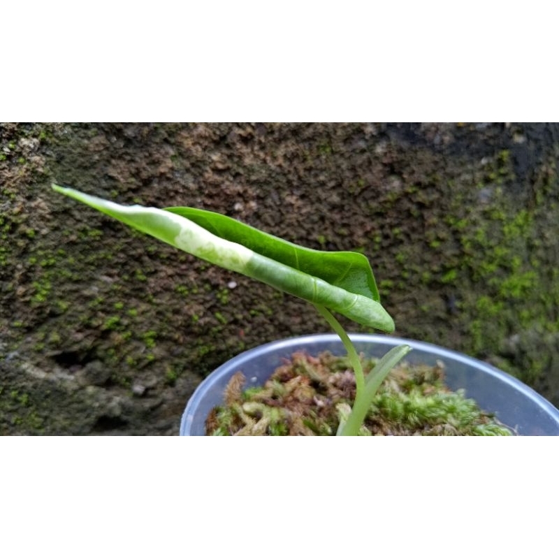 alocasia frydek variegata