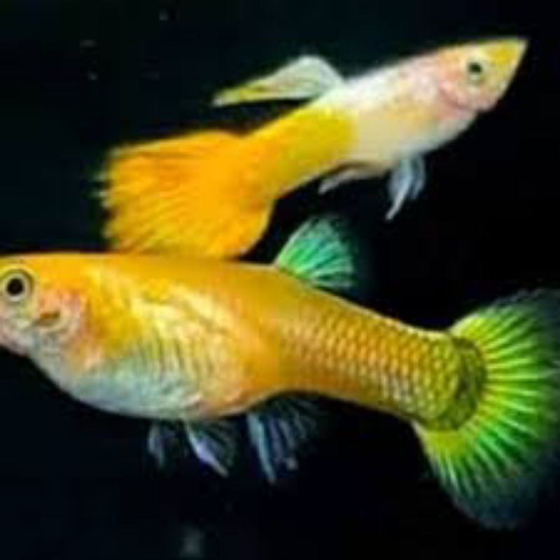 guppy micarif micariff yellow gupi bergaransi
