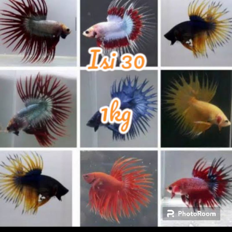 Paket dekorasi cupang serit isi 30 size M-L 1kg crowntail