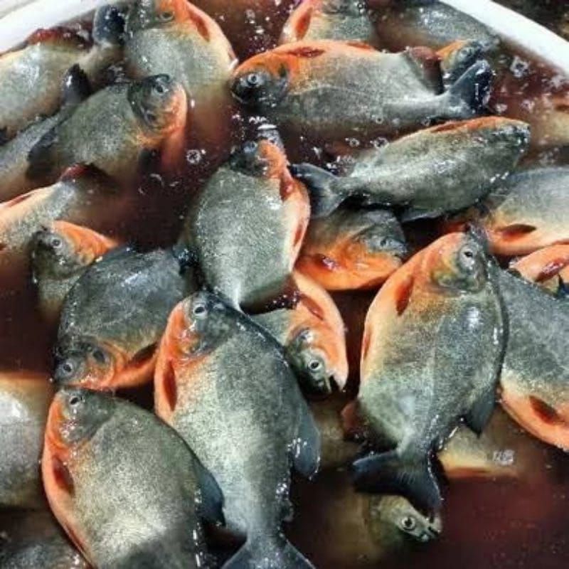 

Ikan Bawal Segar 1 Kg