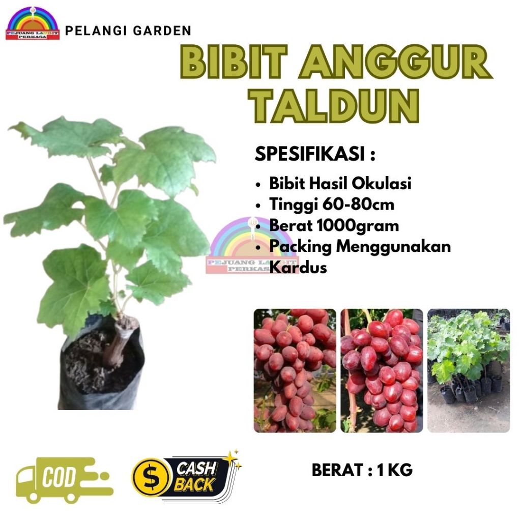 BibitT Anggur Taldun, BibitT Anggur Taldun Grafting, BibitT Anggur Taldun Unggul