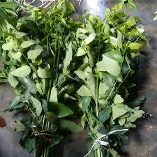 

DAUN KATUK SEGAR _ 1IKAT