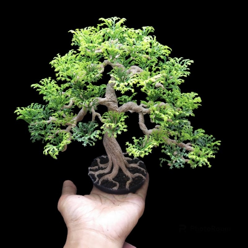 Bonsai replika pohon asem hiasan aquarium