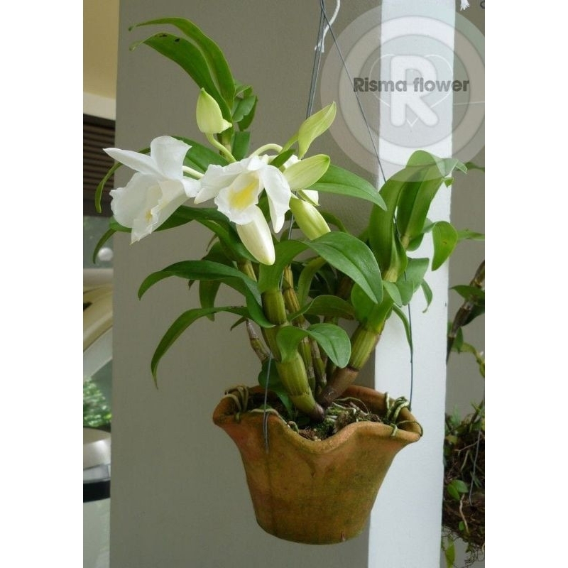 BUNGA ANGGREK DENDROBIUM JUMBO PUTIH ( DEWASA ) TANAMAN HIAS POHON ANGGREK DENDROBIUM JUMBO DEWASA