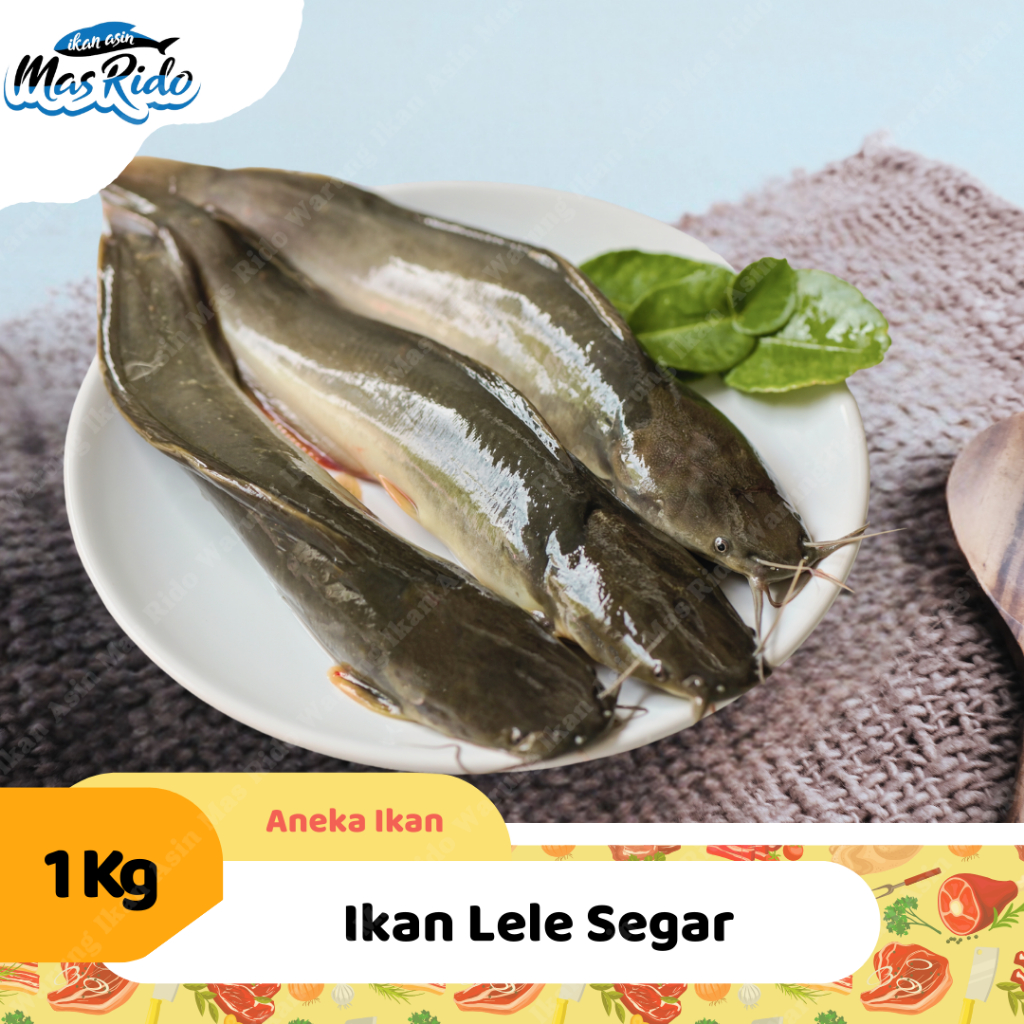 

Ikan Lele Segar 1 Kg Konsumsi Sudah Bersih