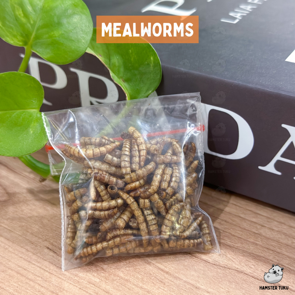 MEALWORMS ULAT HONGKONG HAMSTER MAKANAN SNACK