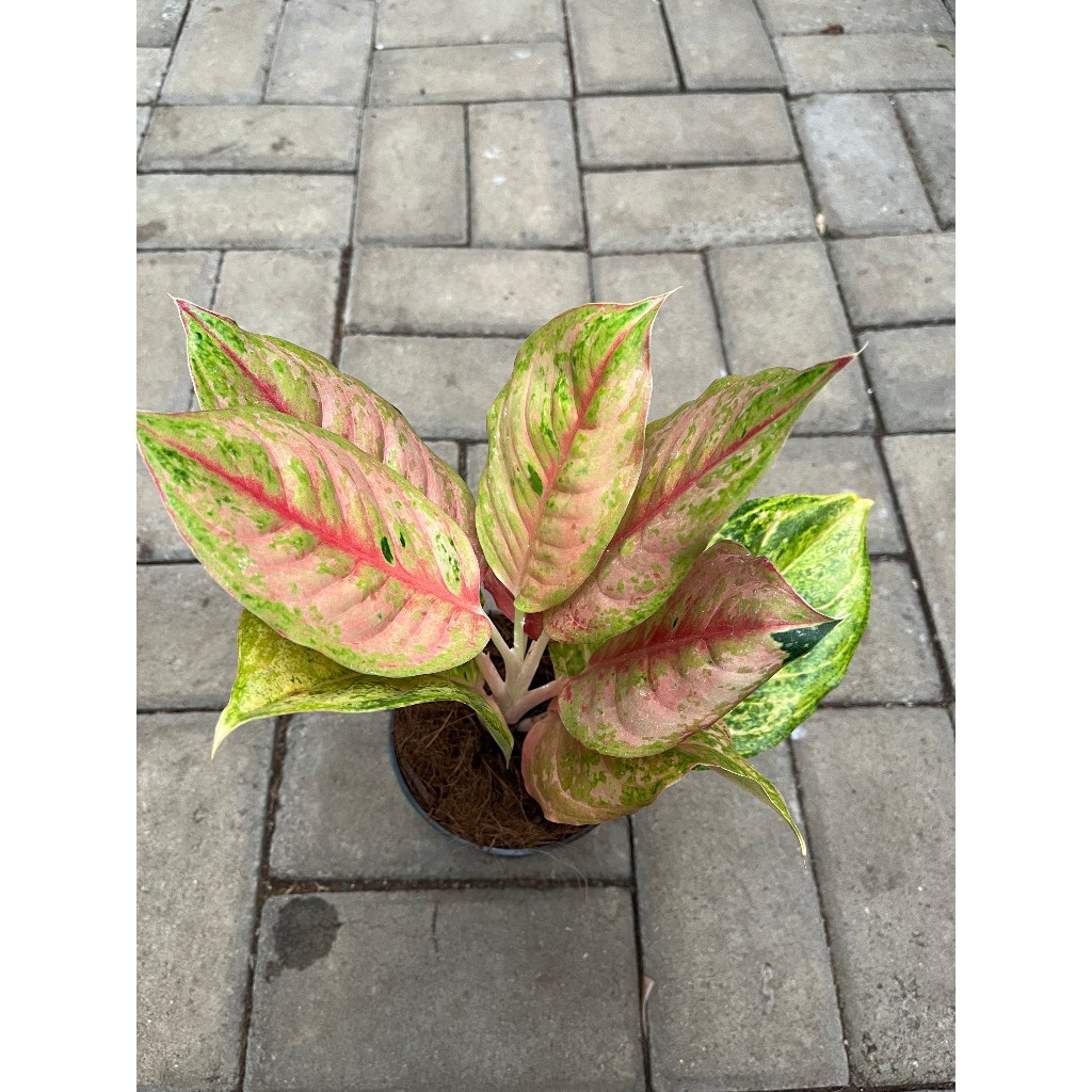 Aglonema Big Roy Besar Tanaman Hias Bunga Daun Besar Akar Pot Rimbun